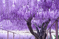曼荼羅寺公園の藤棚