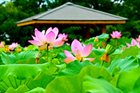 星名池のハスの花