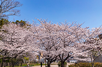 春の勝山公園