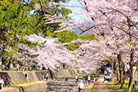 夙川公園の桜並木